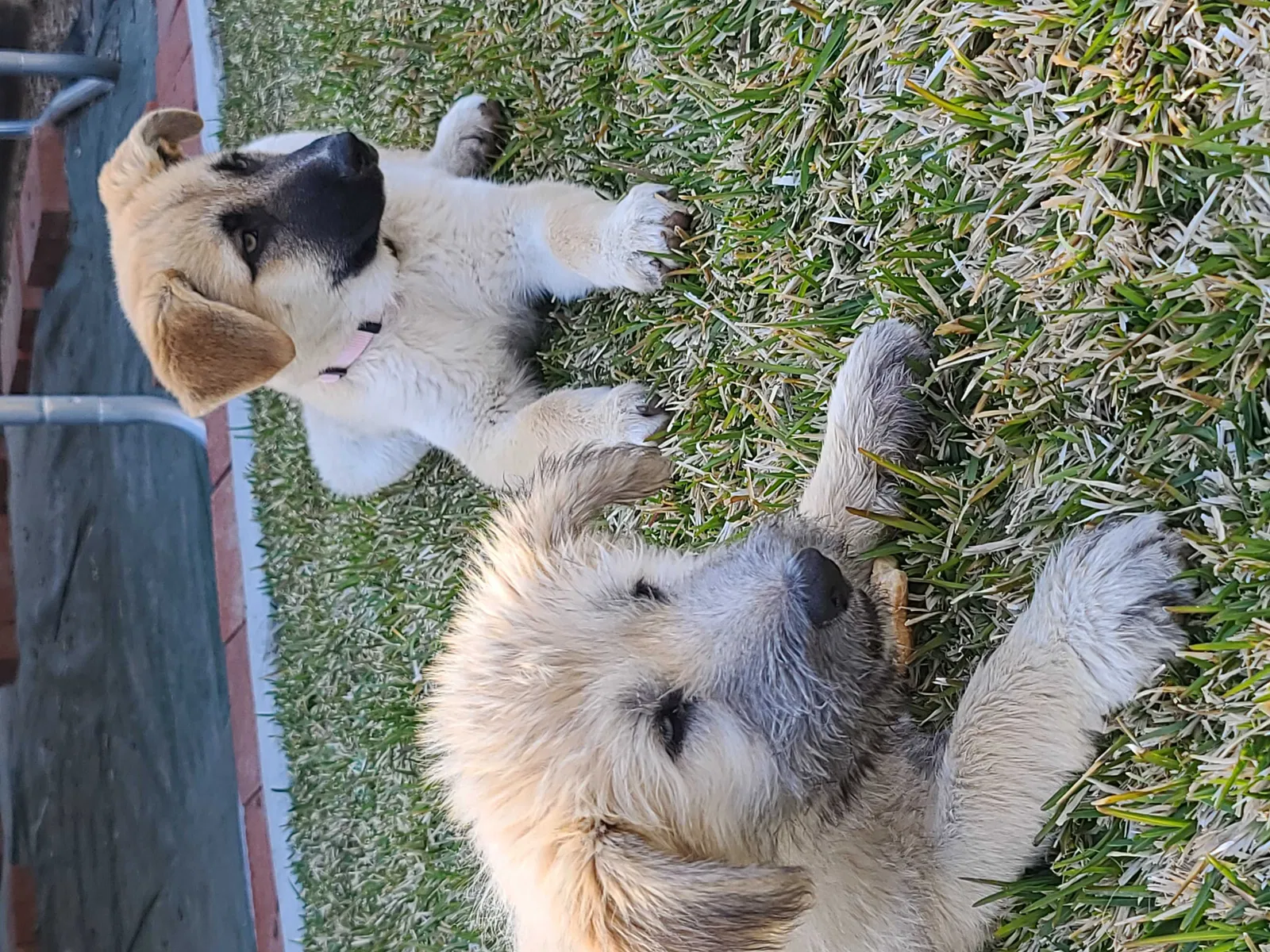 Lost dog in Menifee, CA, 92584