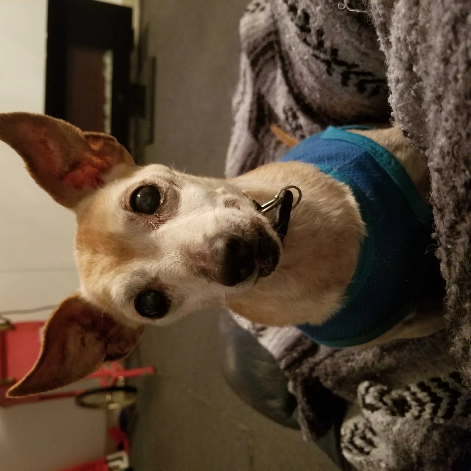 Lost dog in Indianapolis, IN, 46226