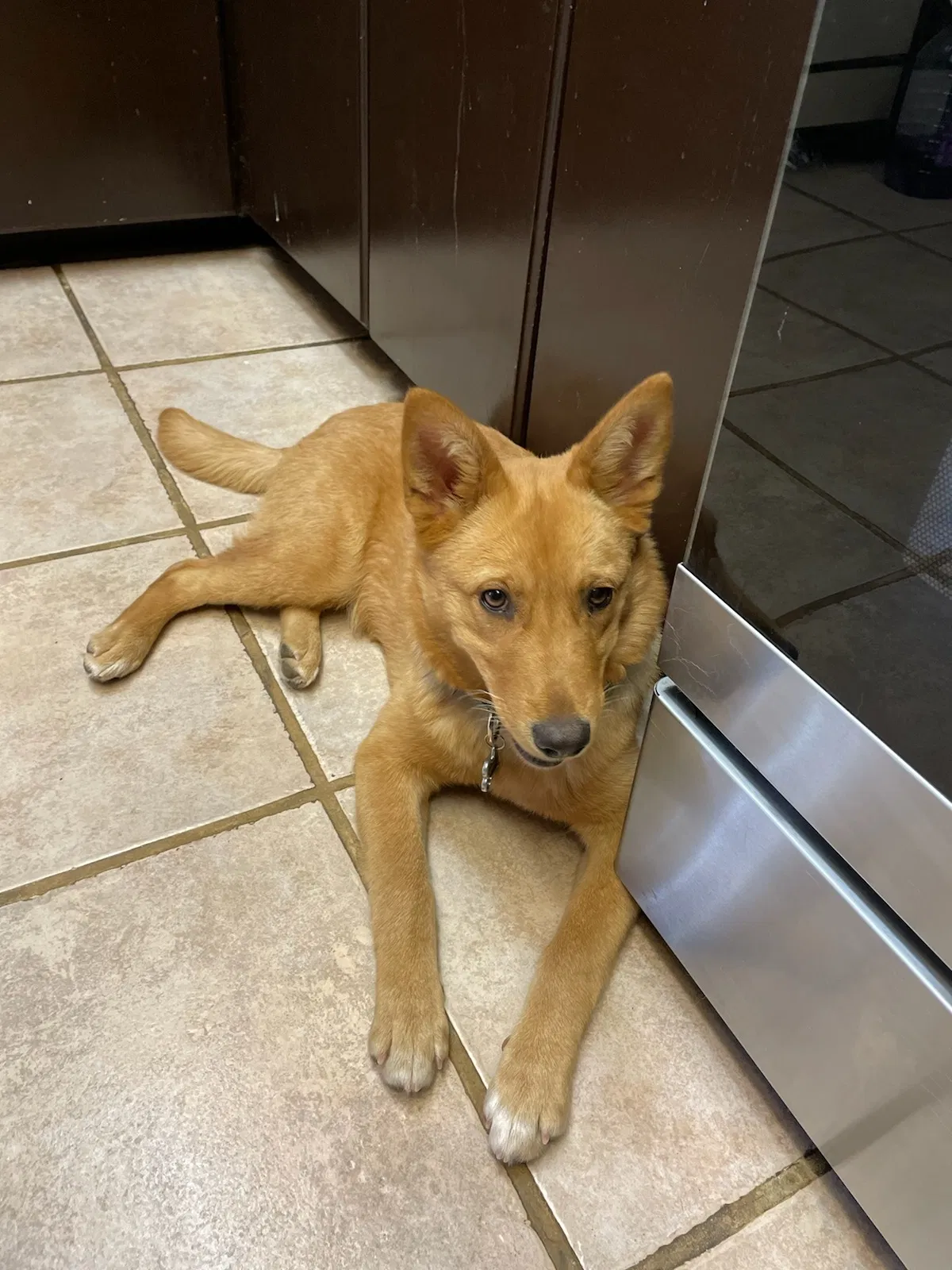 Lost dog in Lancaster, CA, 93534