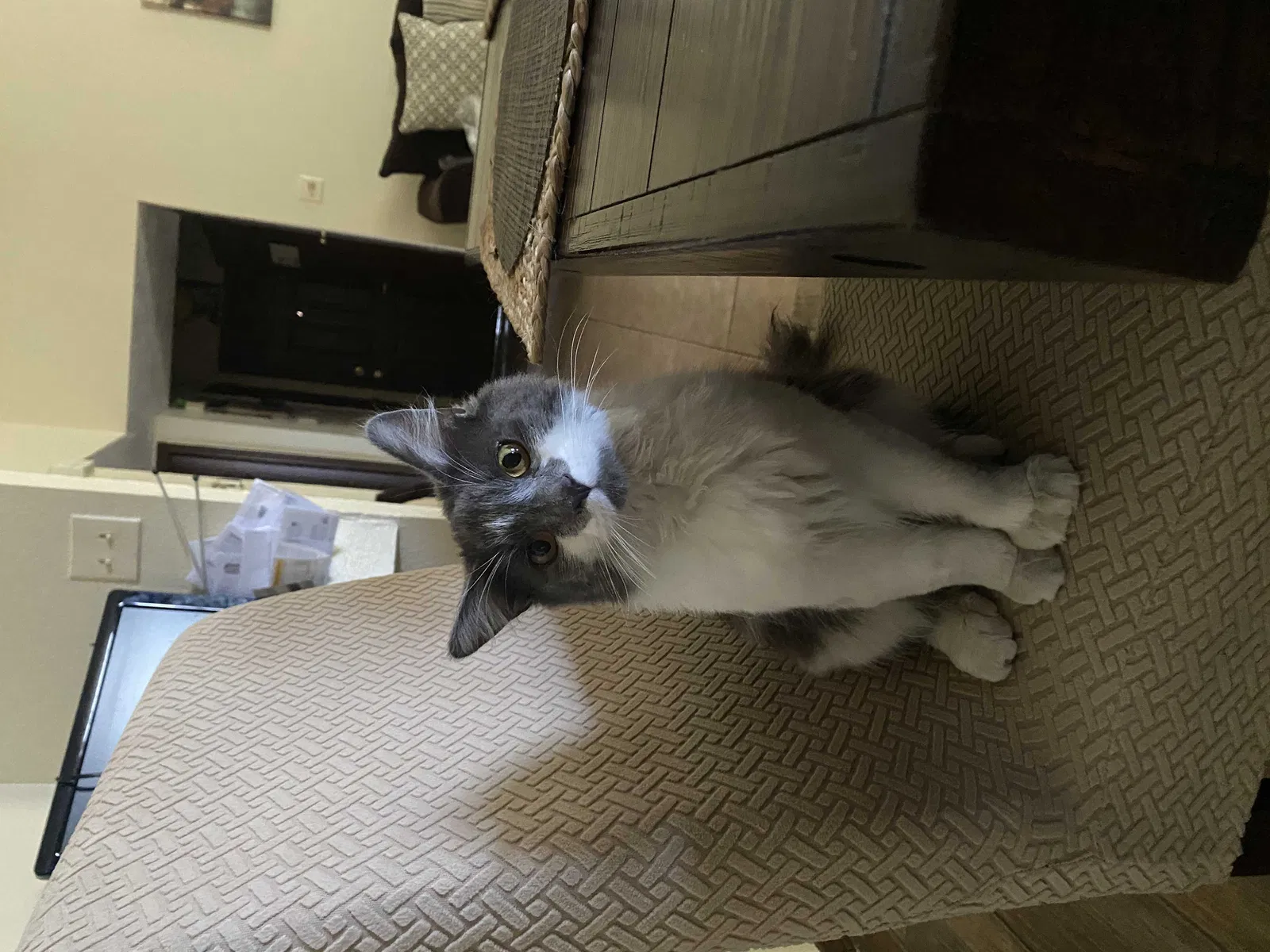 Lost cat in El Paso, TX, 79936