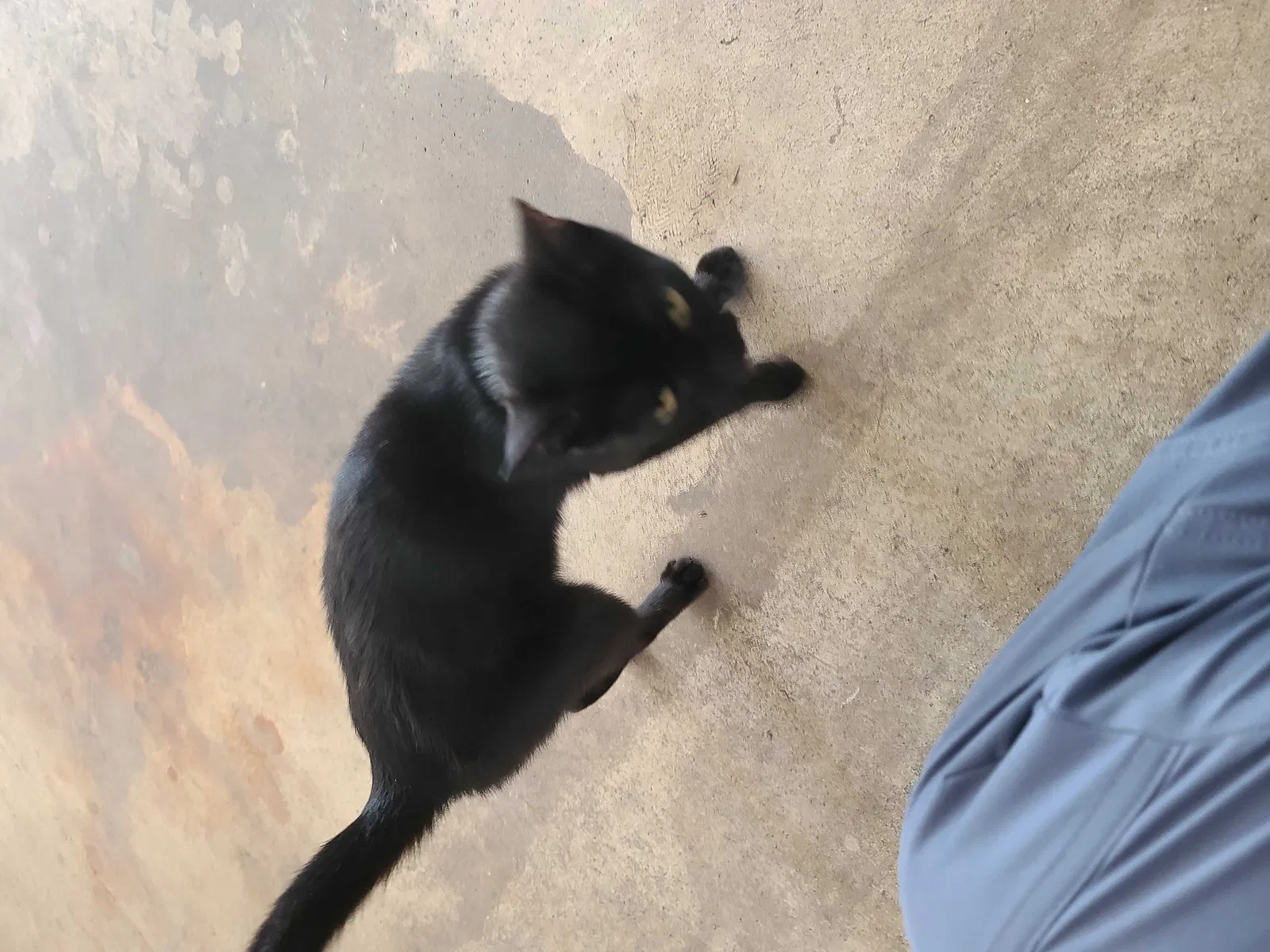 Found cat in Brewton, AL, 36426