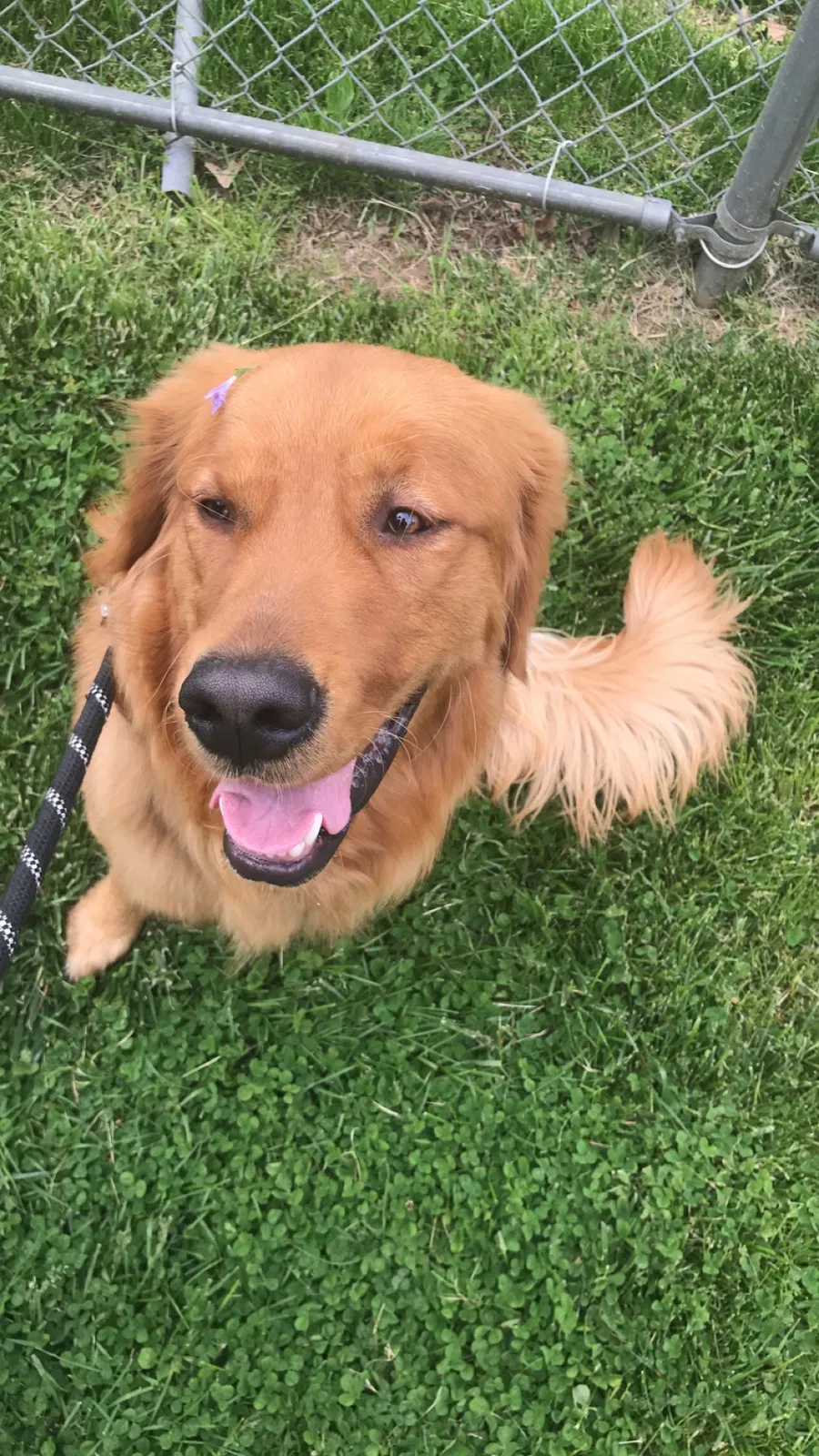Lost dog in Long Branch, NJ, 7740