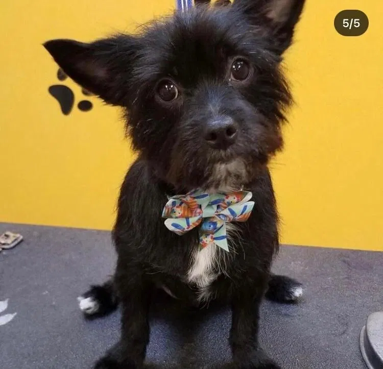 Lost dog in Elmwood Park, IL, 60707