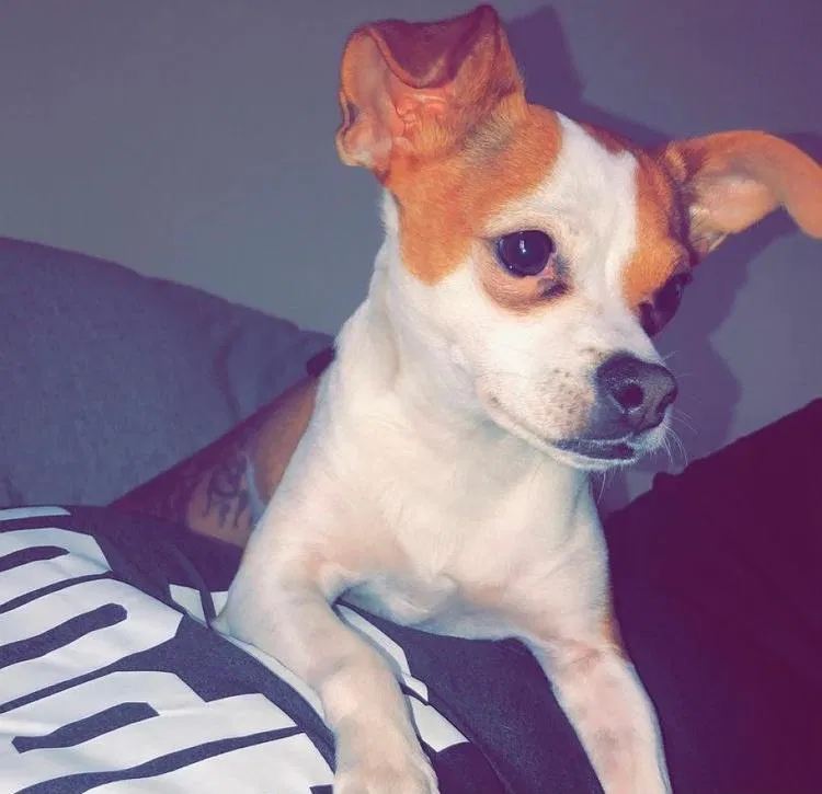 Lost dog in Elmwood Park, IL, 60707
