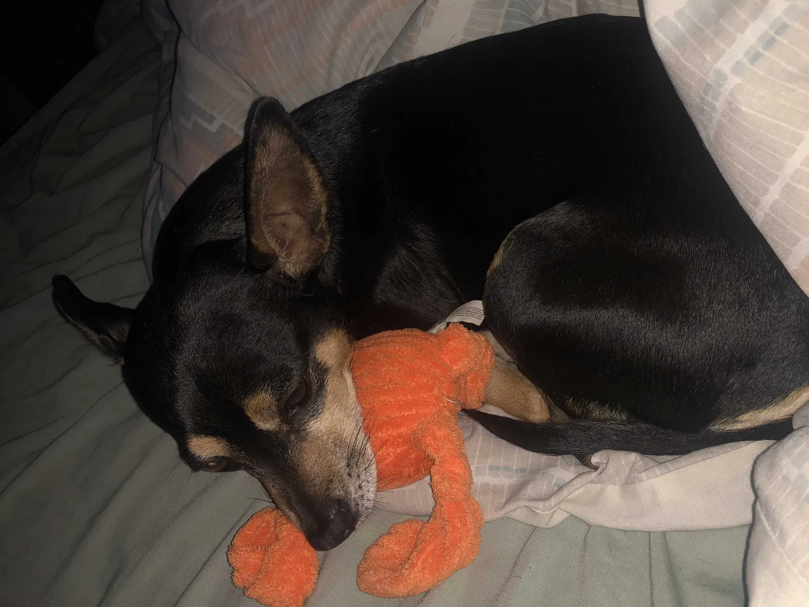 Lost dog in Chicago, IL, 60638