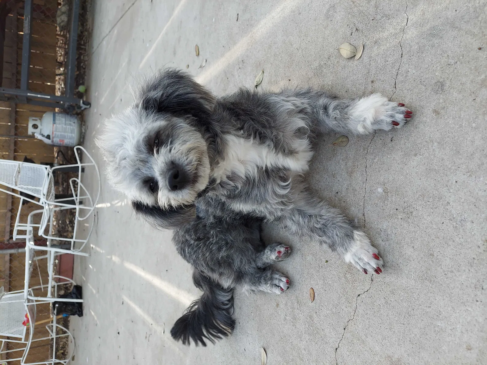 Lost dog in San Antonio, TX, 78201