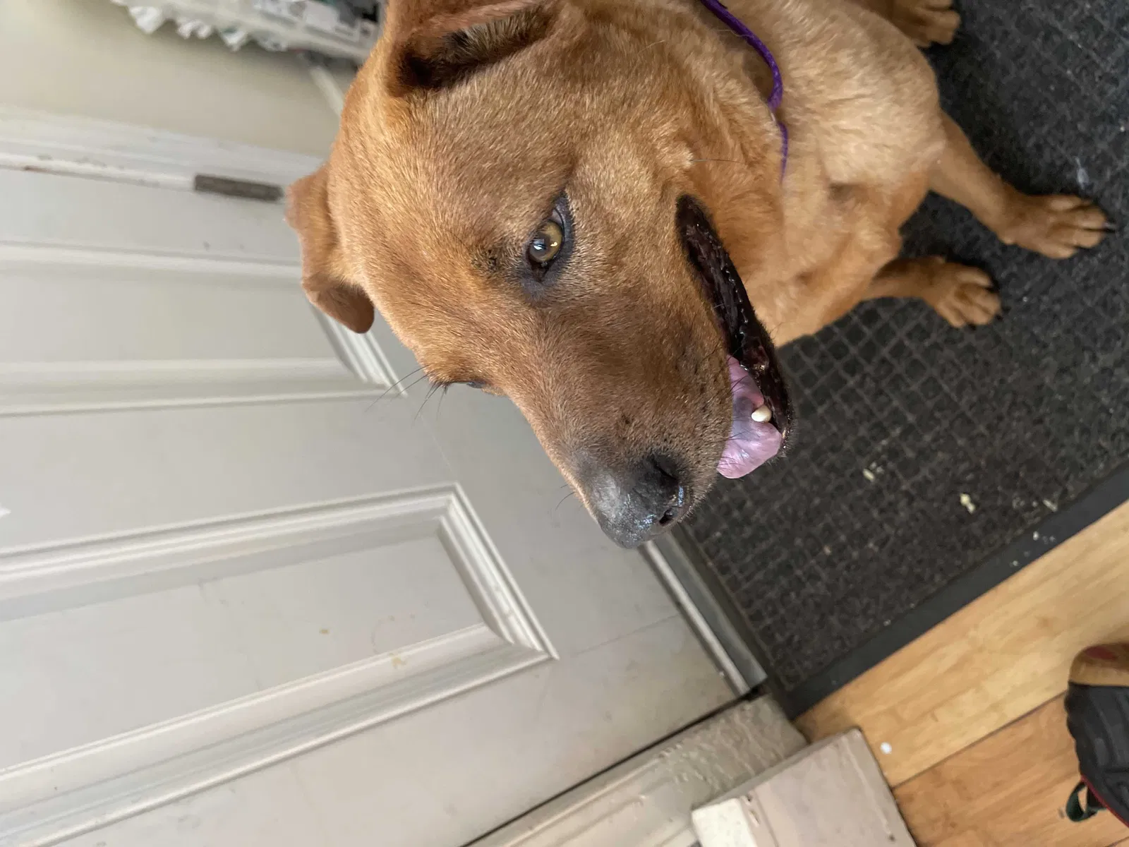 Lost dog in Union, NJ, 7083