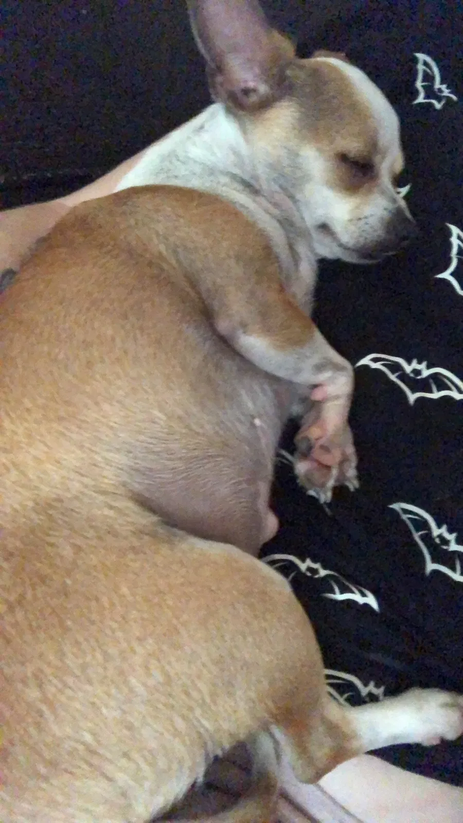 Lost dog in Tolar, TX, 76476