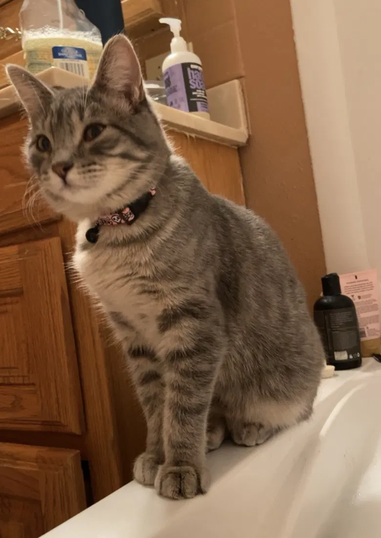 Lost cat in Fort Collins, CO, 80524