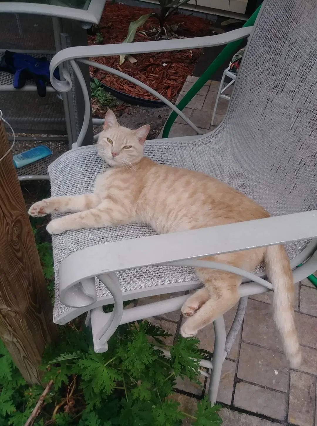 Lost cat in Port Saint Lucie, FL, 34953