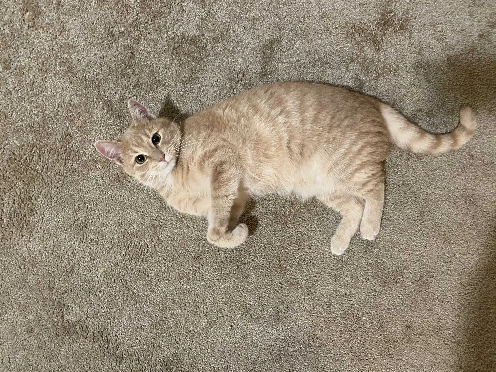 Lost cat in Kalamazoo, MI, 49006