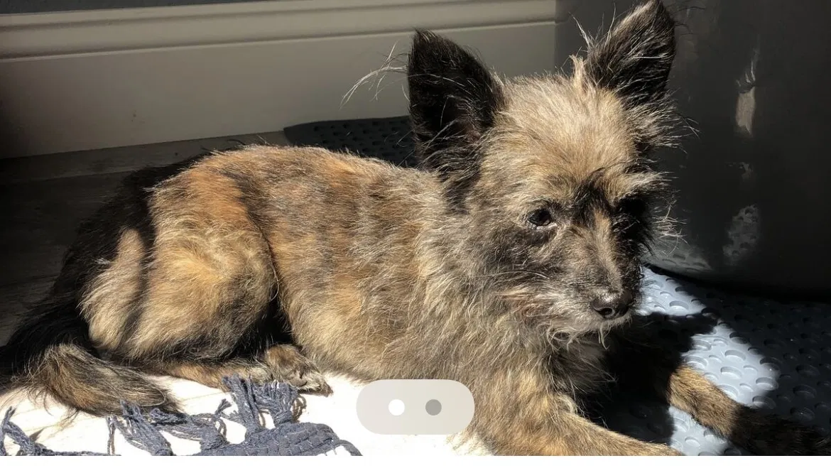 Lost dog in Las Vegas, NV, 89123