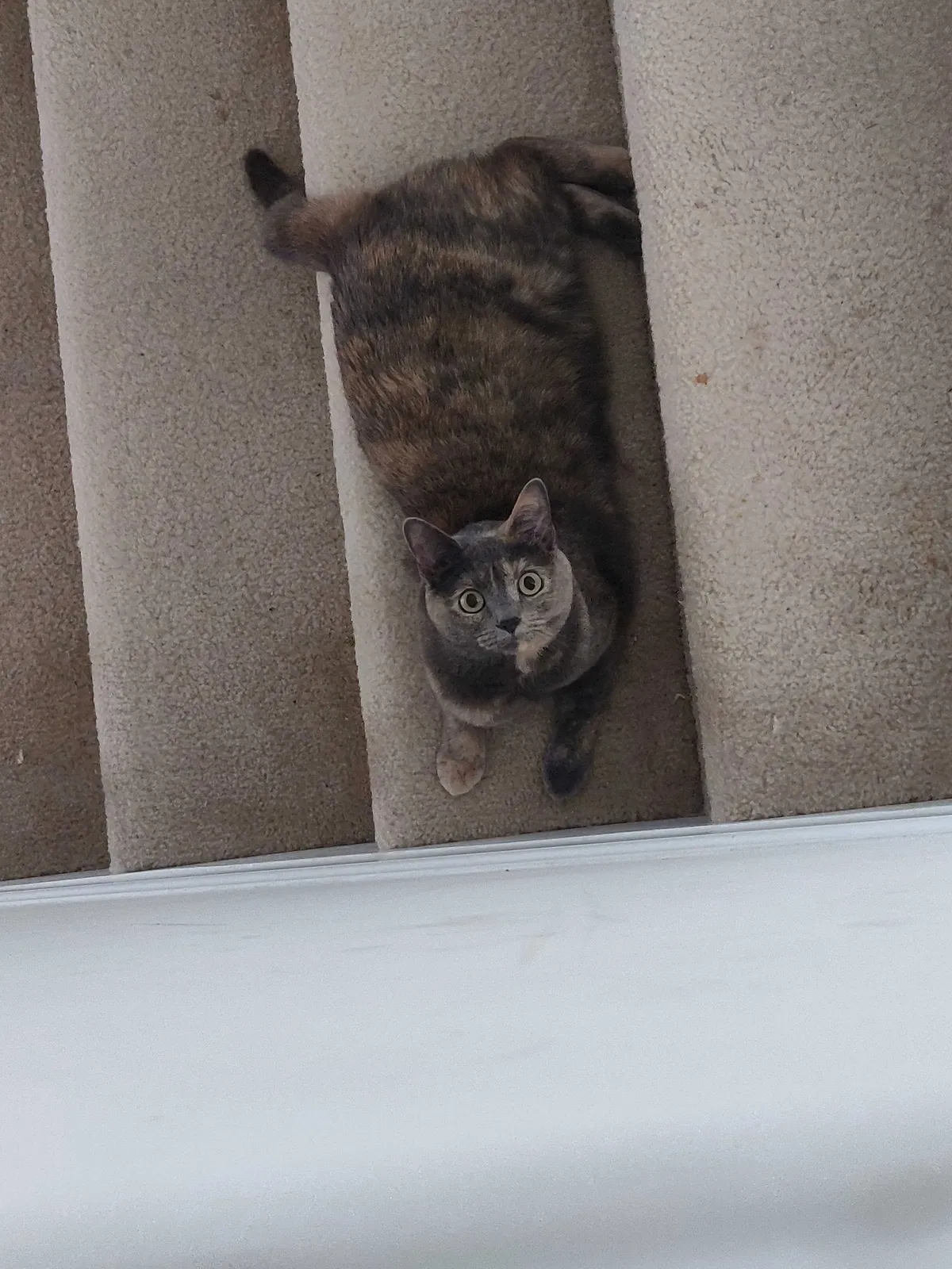 Lost cat in Winston Salem, NC, 27103