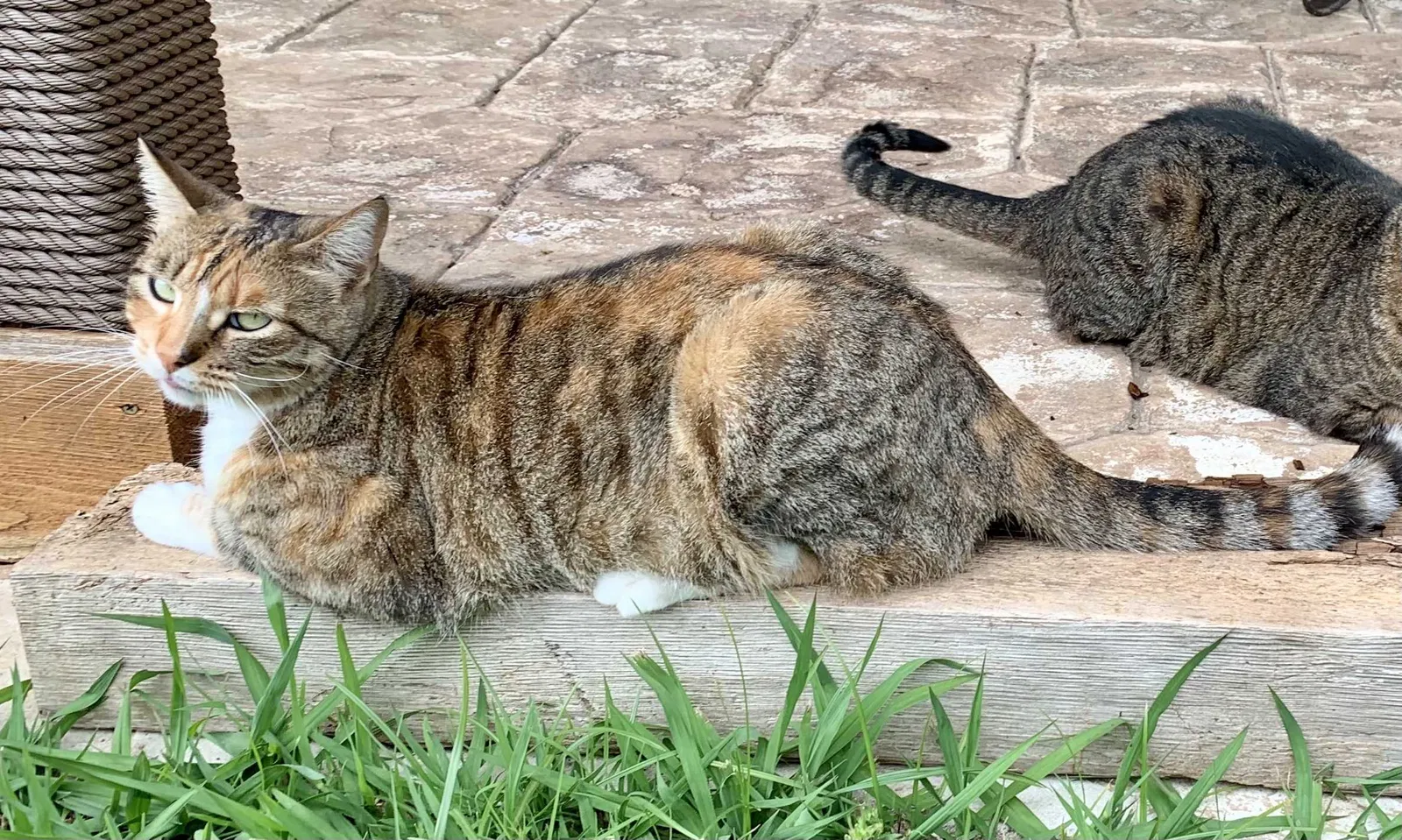 Lost cat in Colleyville, TX, 76034