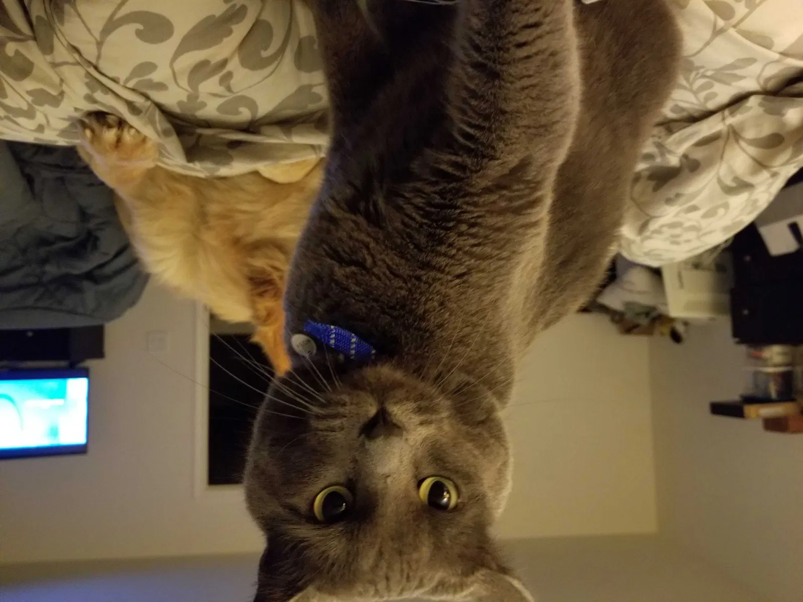 Lost cat in Greensboro, NC, 27405
