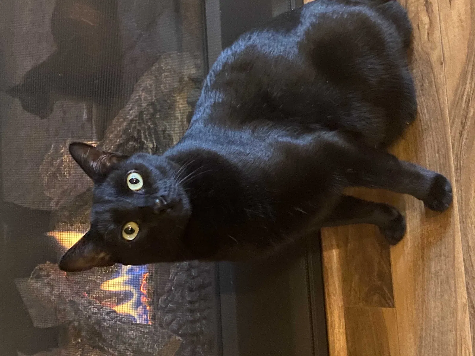 Lost cat in Vancouver, WA, 98665