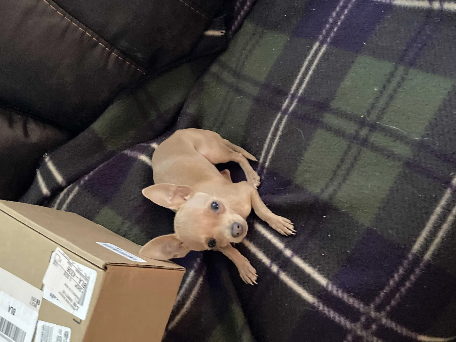 Lost dog in Griffin, GA, 30223