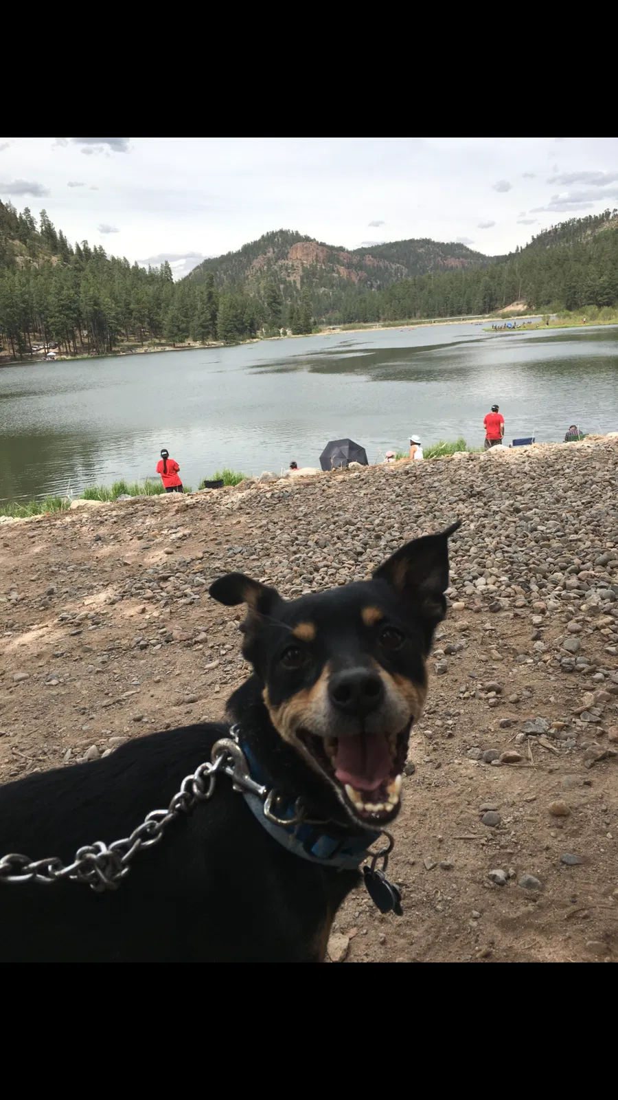 Lost dog in Rio Rancho, NM, 87124