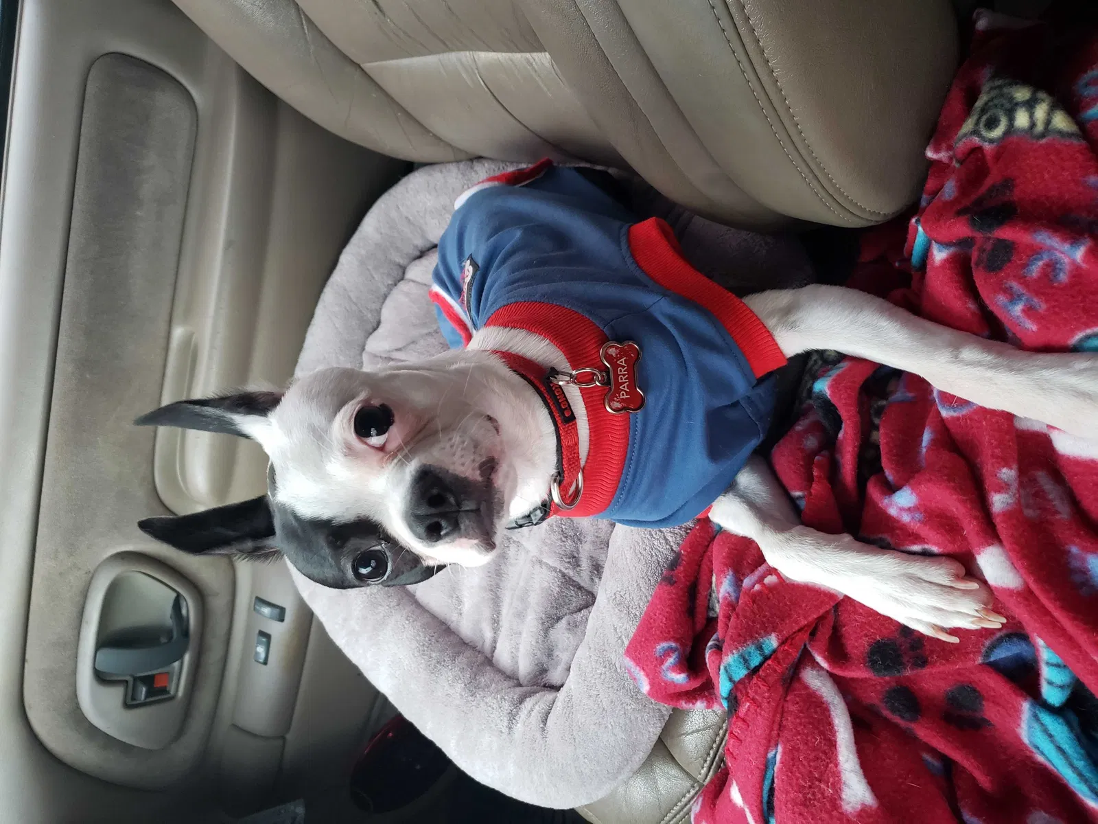 Lost dog in Sacramento, CA, 95833