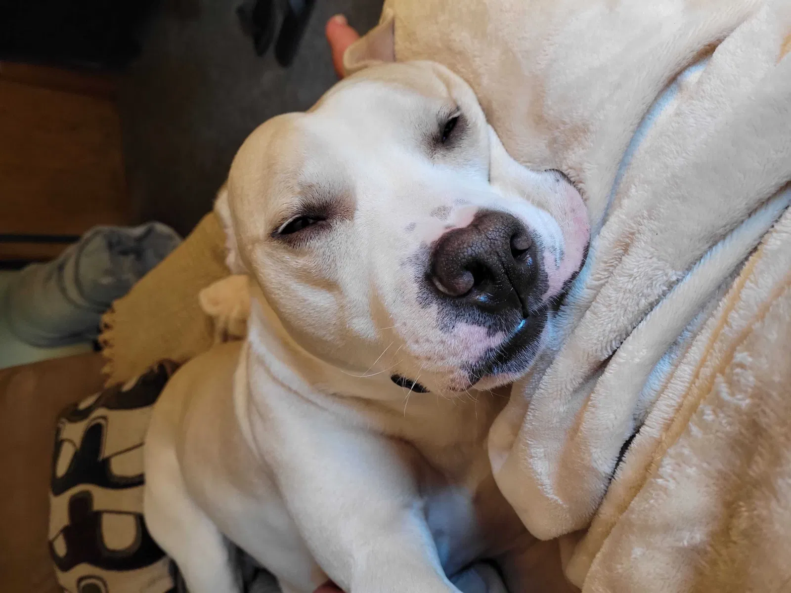 Lost dog in Seattle, WA, 98168