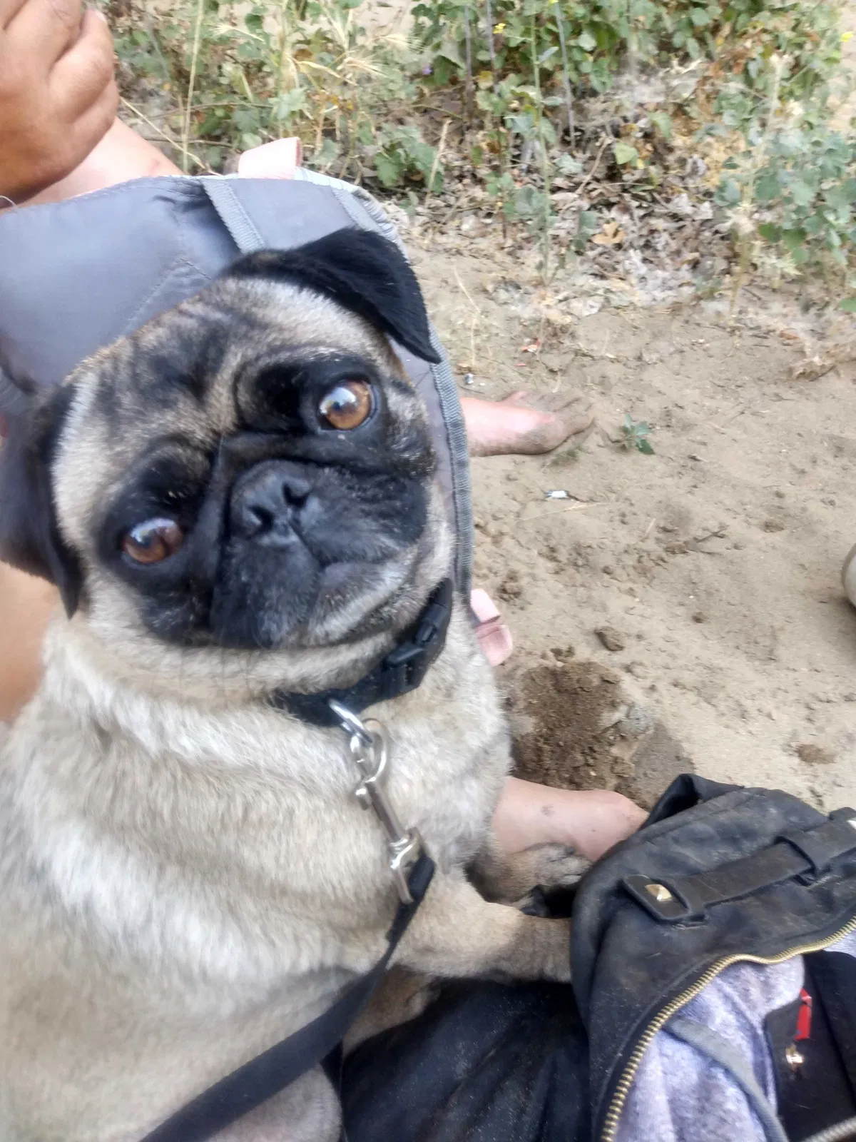 Lost dog in Sacramento, CA, 95823