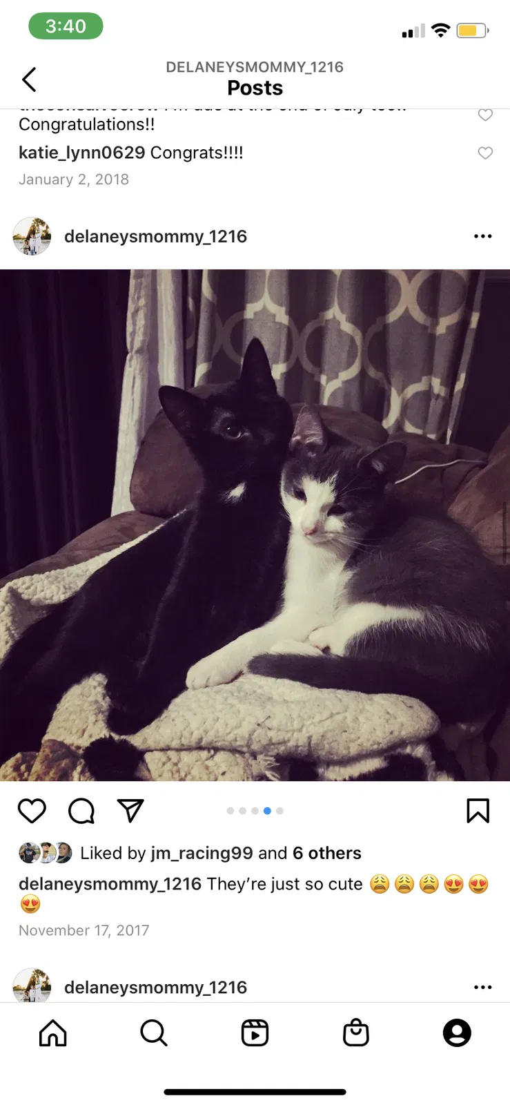 Lost cat in Port Royal, SC, 29935