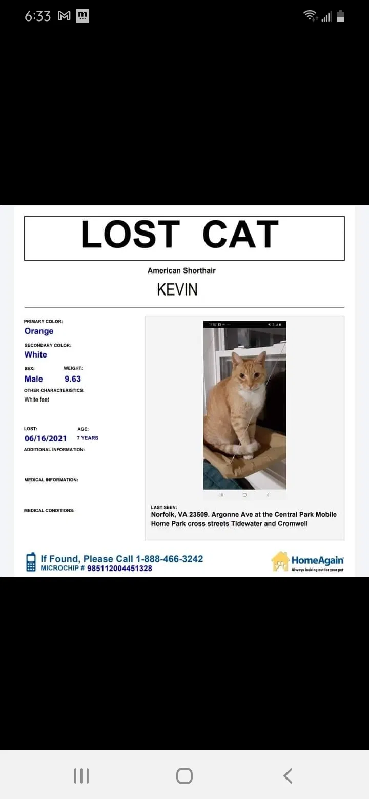 Lost cat in Norfolk, VA, 23509