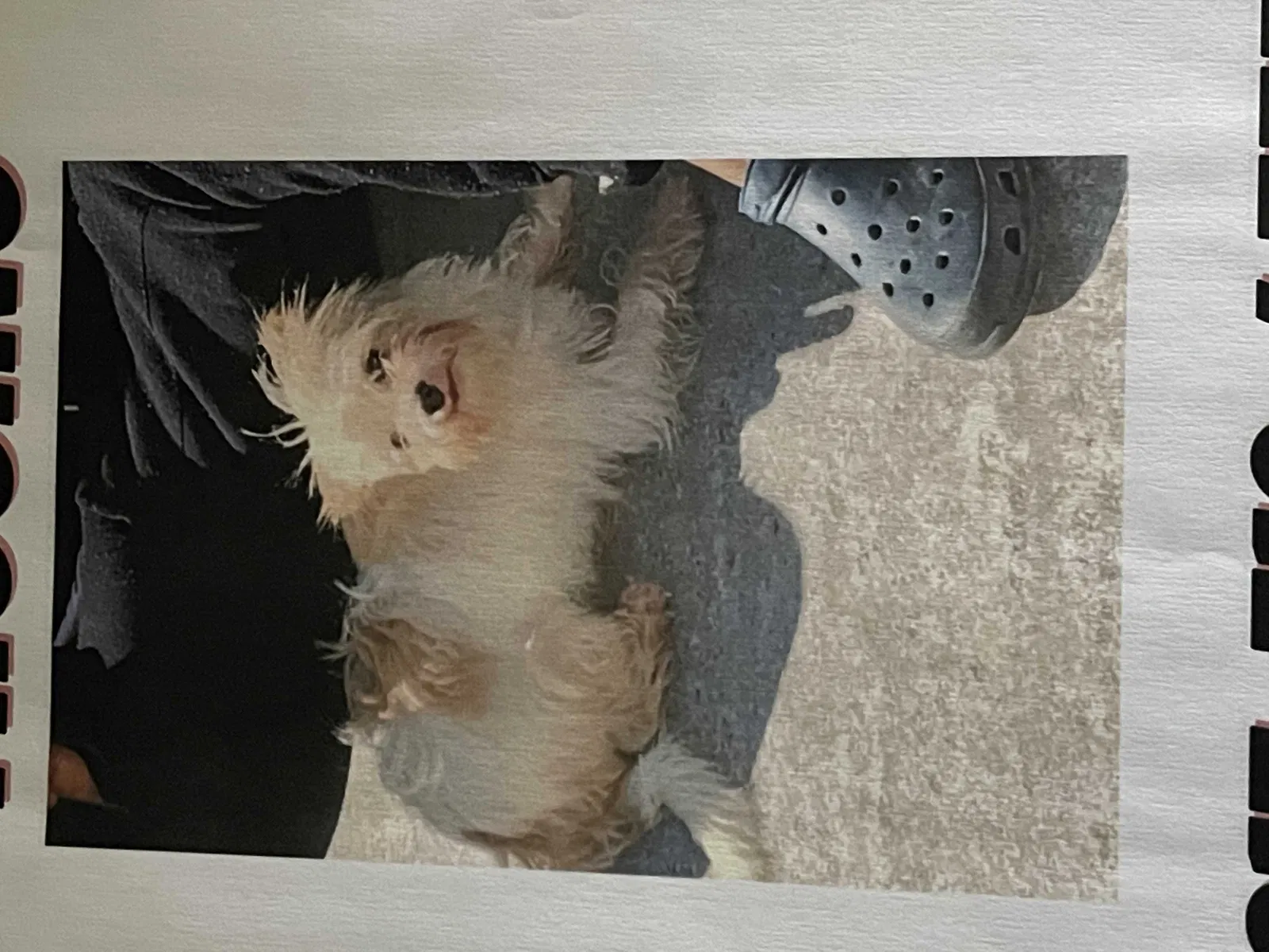 Lost dog in Saint Albans, NY, 11412