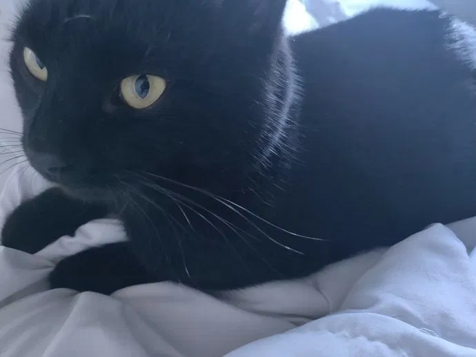 Lost cat in Atlanta, GA, 30316