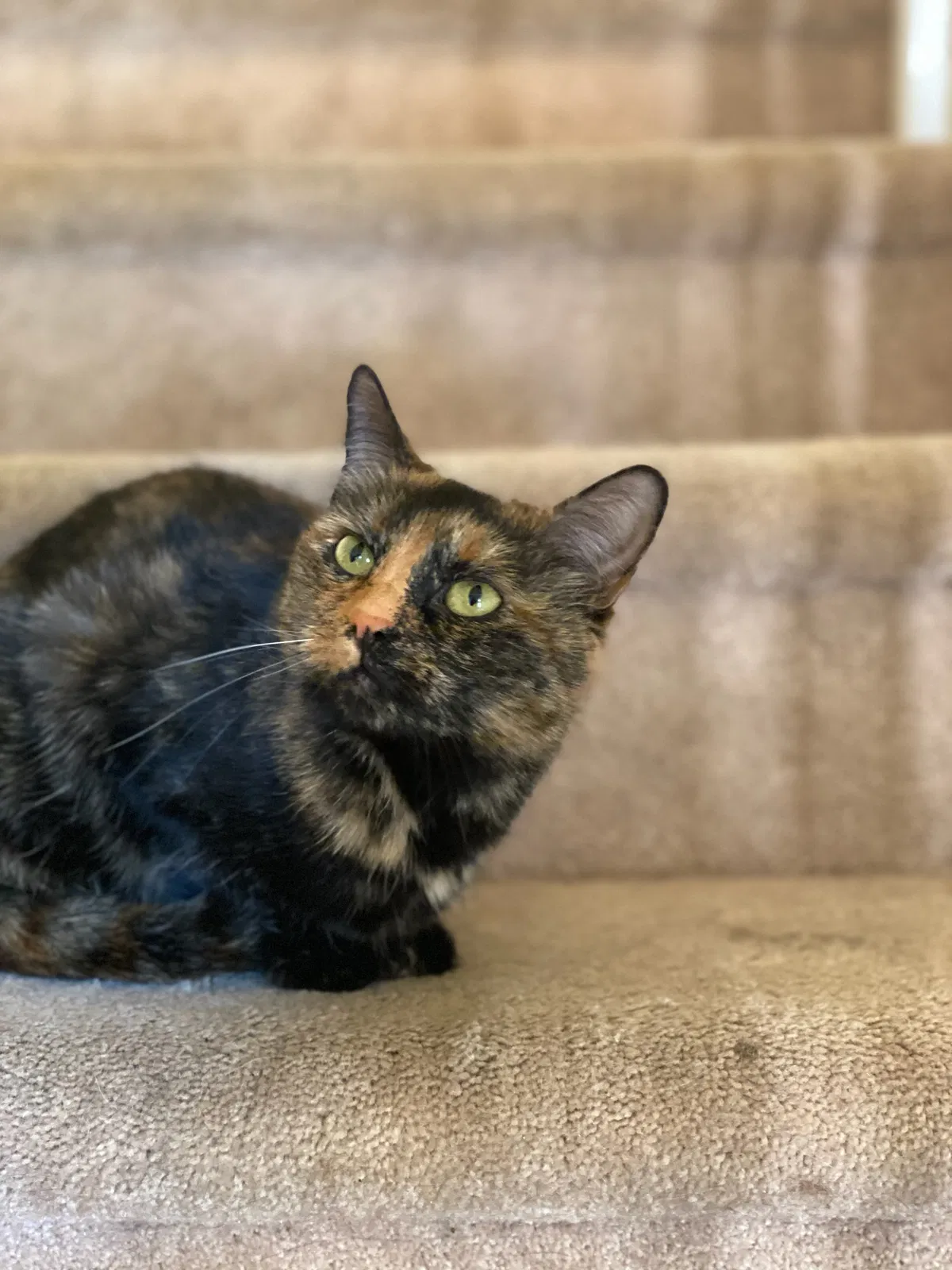 Lost cat in Auburn, AL, 36830