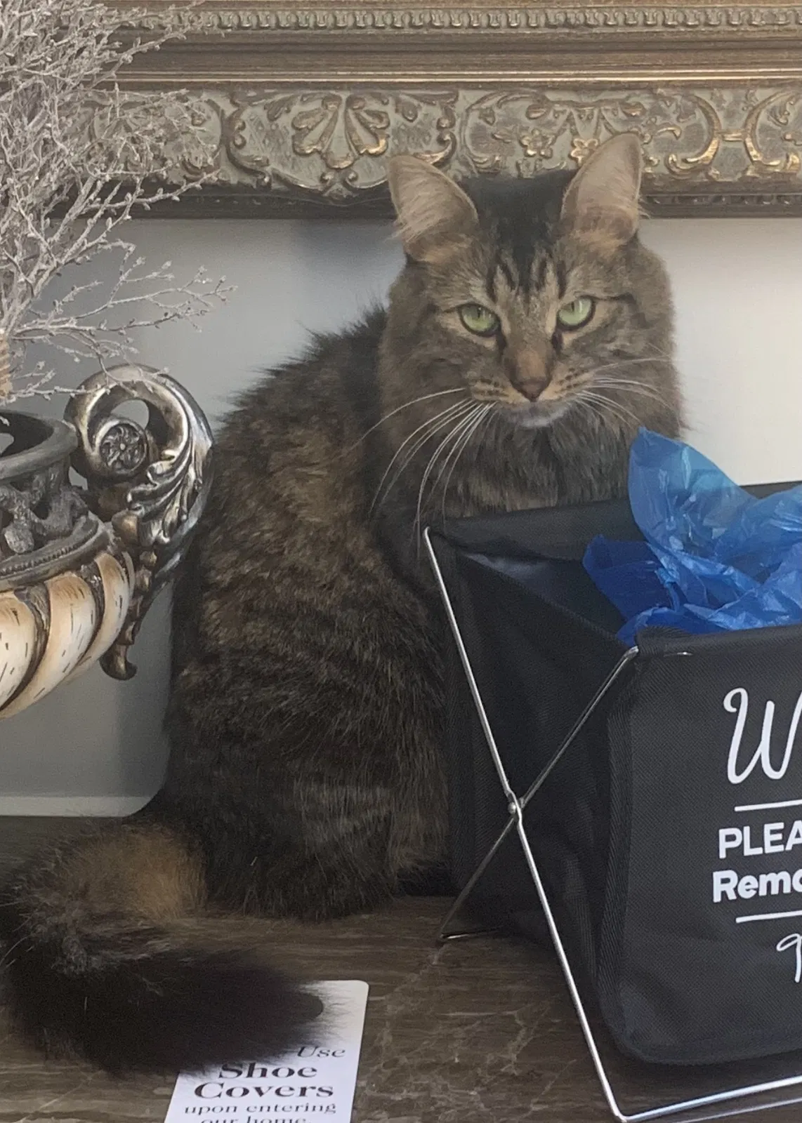 Lost cat in Acworth, GA, 30102