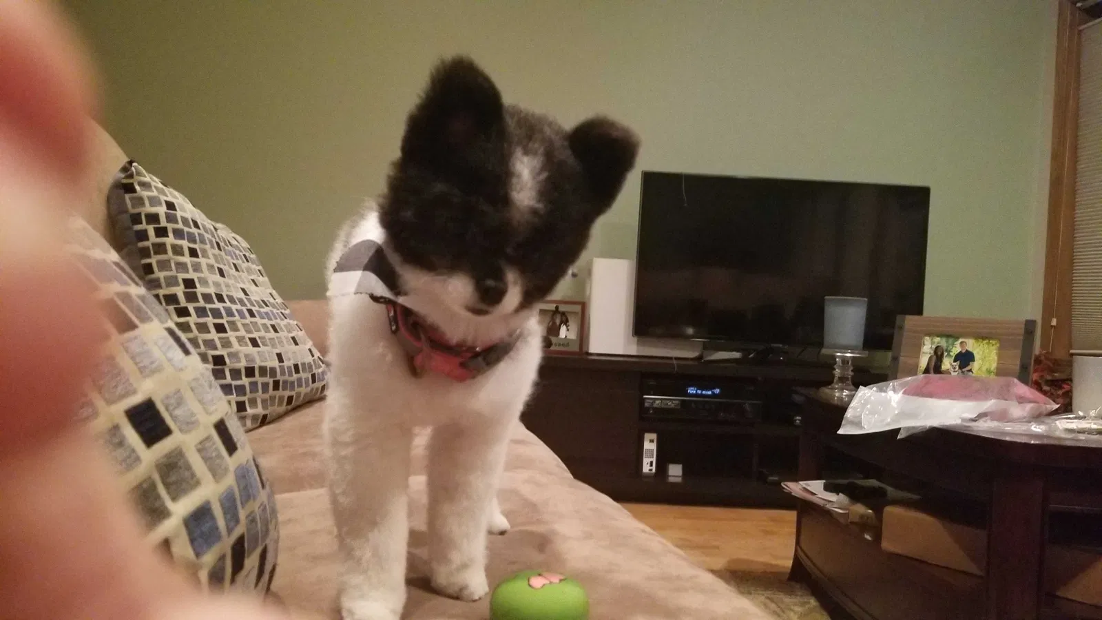 Lost dog in Winthrop Harbor, IL, 60096