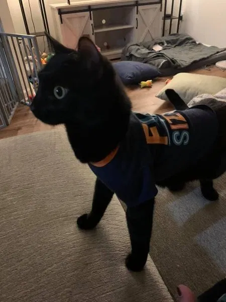 Lost cat in Charles Town, WV, 25414