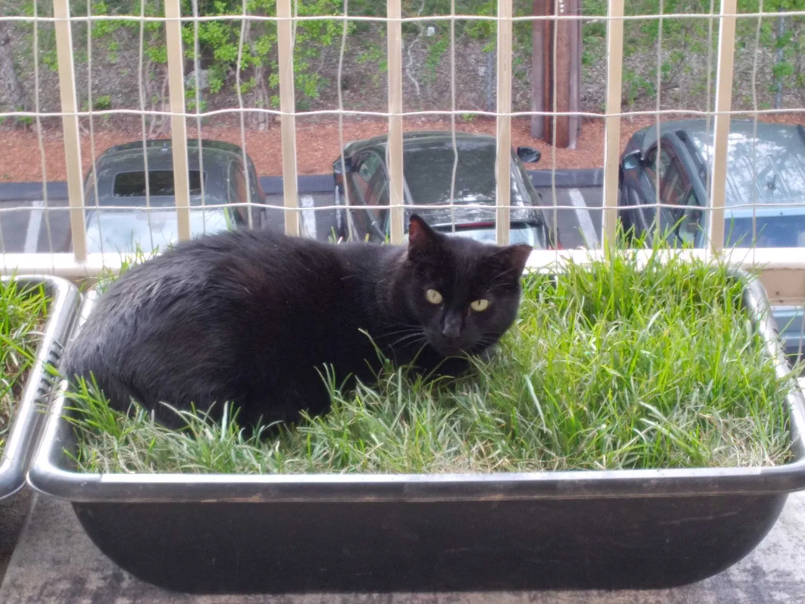 Lost cat in Stoneham, MA, 2180