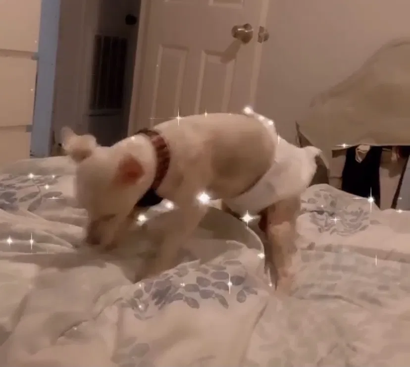 Lost dog in Orlando, FL, 32839