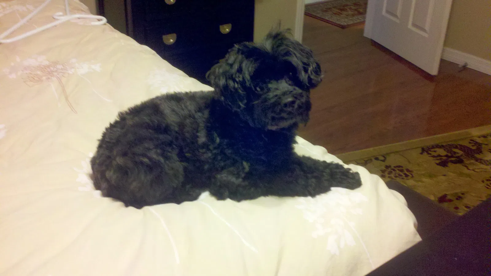 Lost dog in Dover, FL, 33527