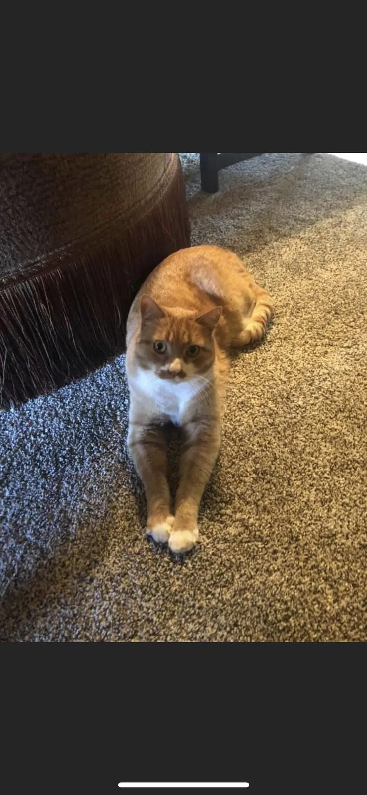 Lost cat in Oklahoma City, OK, 73173