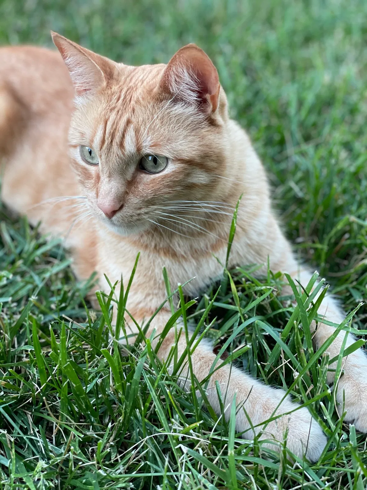 Lost cat in Rohnert Park, CA, 94928