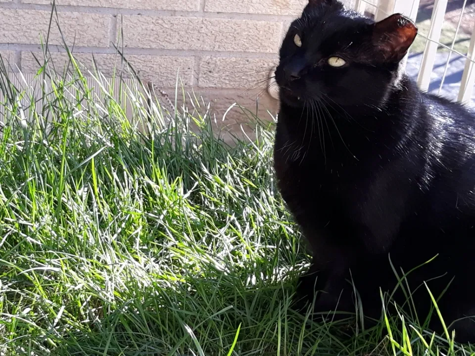 Lost cat in Stoneham, MA, 2180