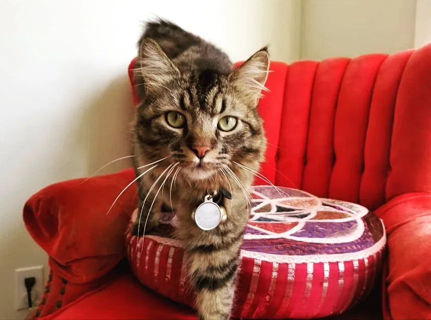 Lost cat in San Francisco, CA, 94118