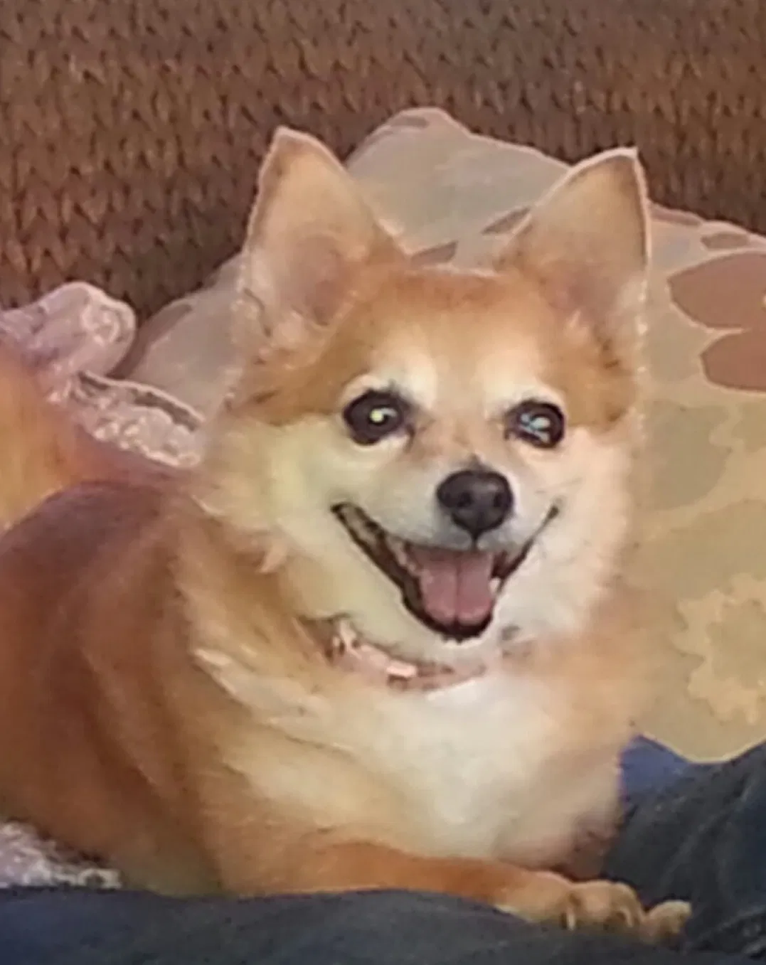 Lost dog in Irmo, SC, 29063
