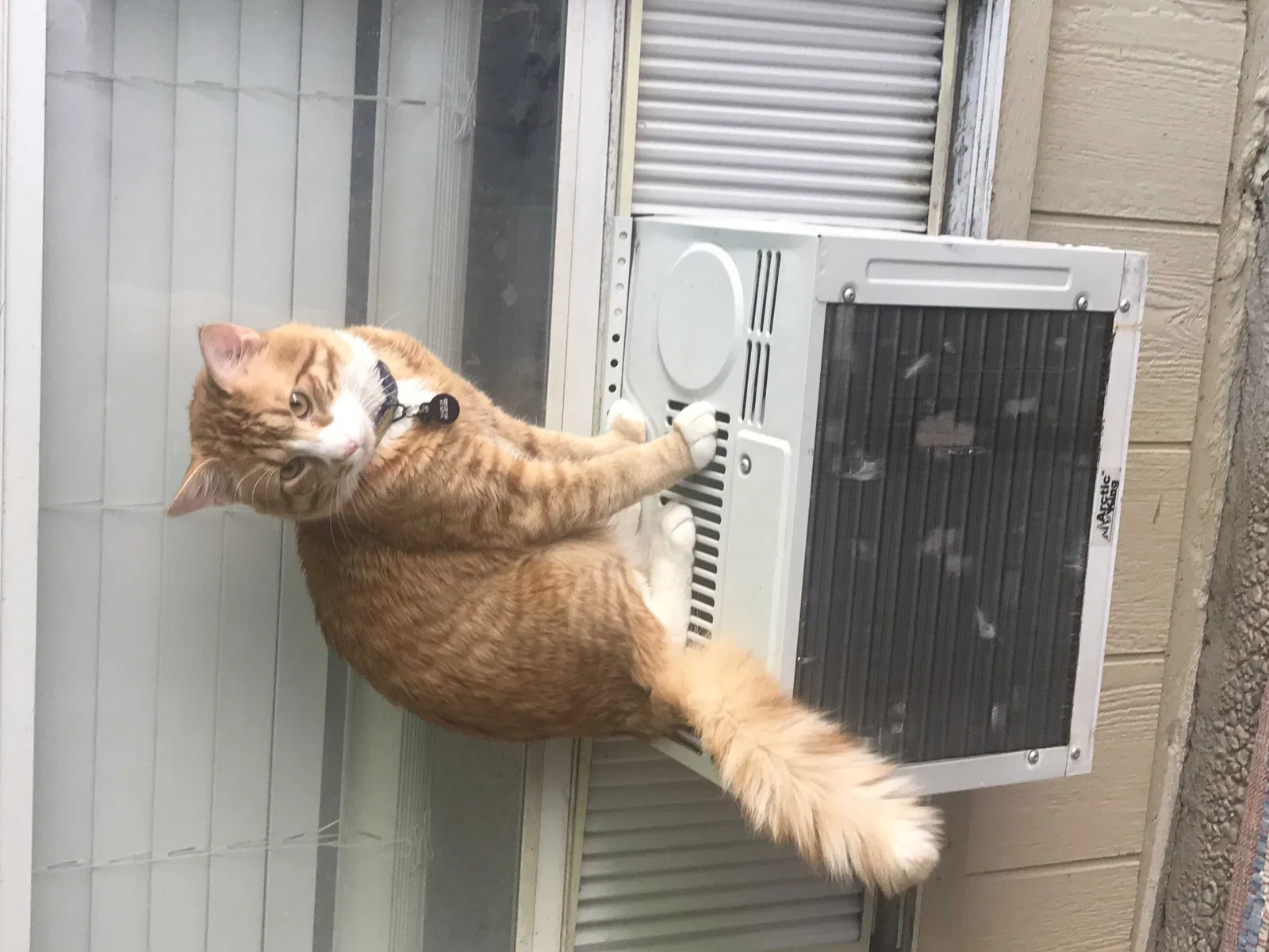 Lost cat in Garland, TX, 75044