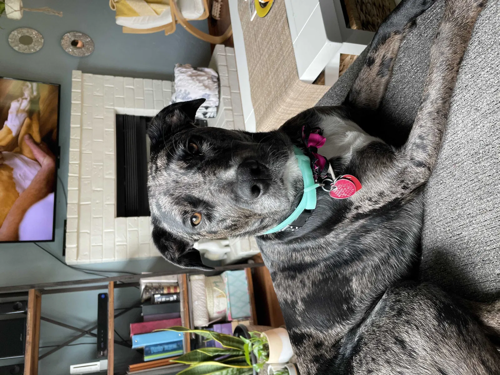 Lost dog in Lacey, WA, 98503