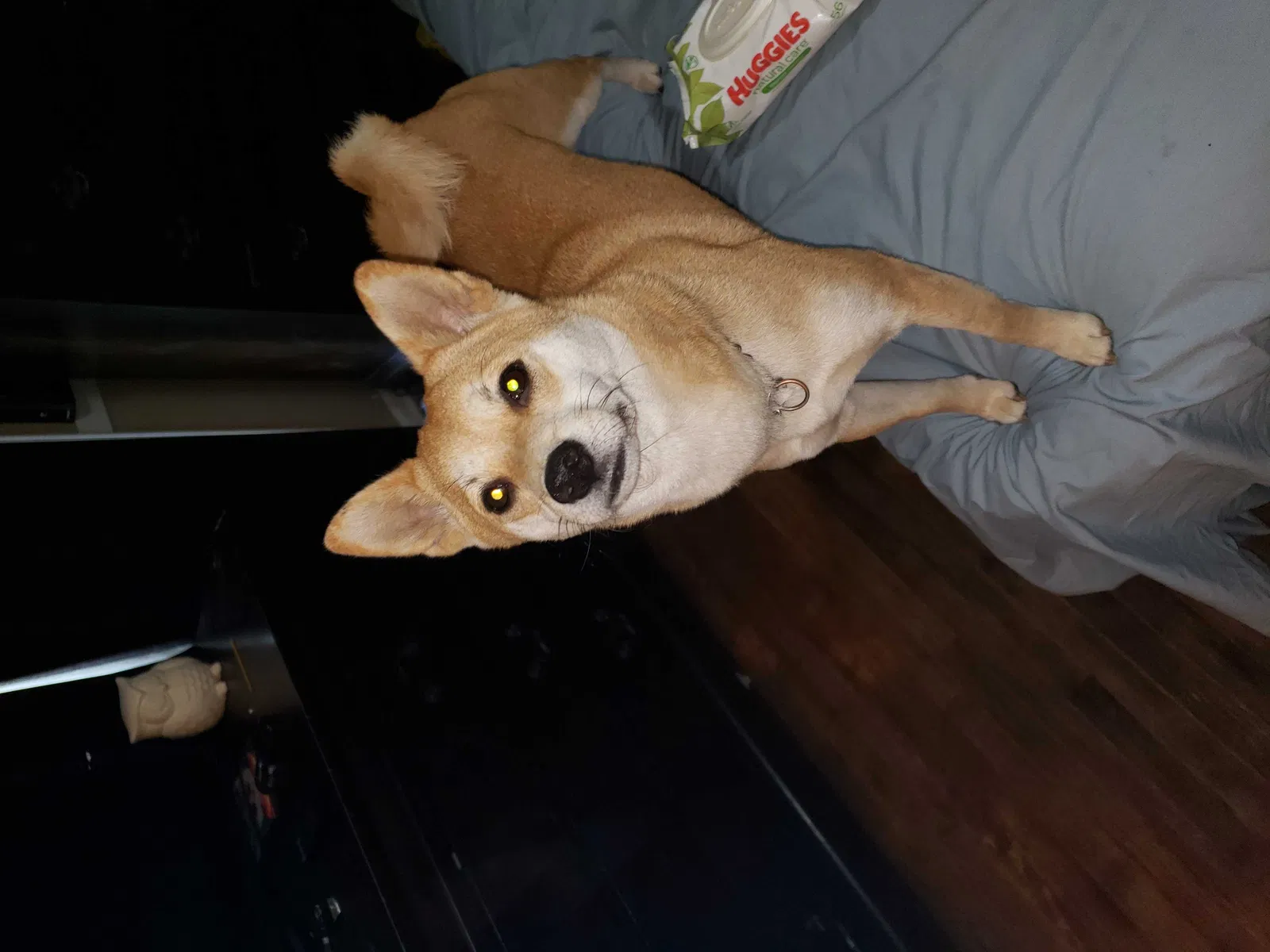 Lost dog in Independence, MO, 64050