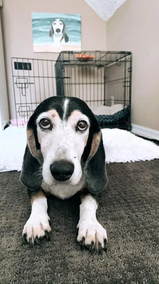 Lost dog in Westminster, CO, 80030