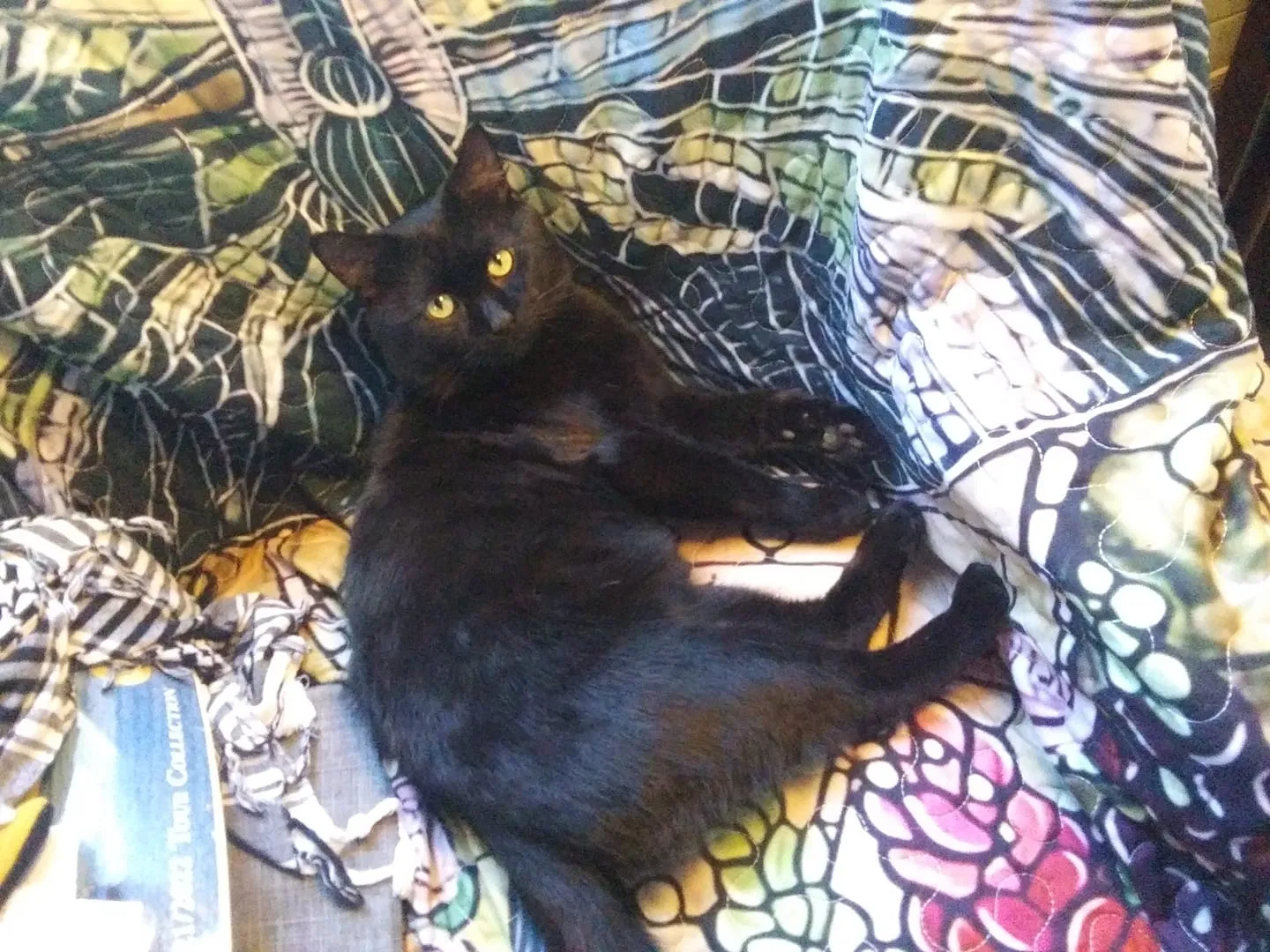 Lost cat in Havre De Grace, MD, 21078