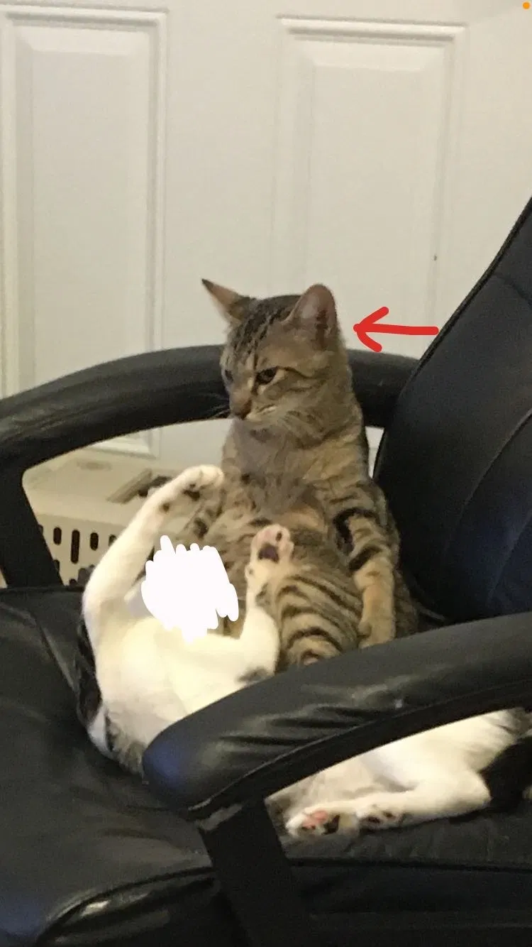 Lost cat in San Diego, CA, 92104