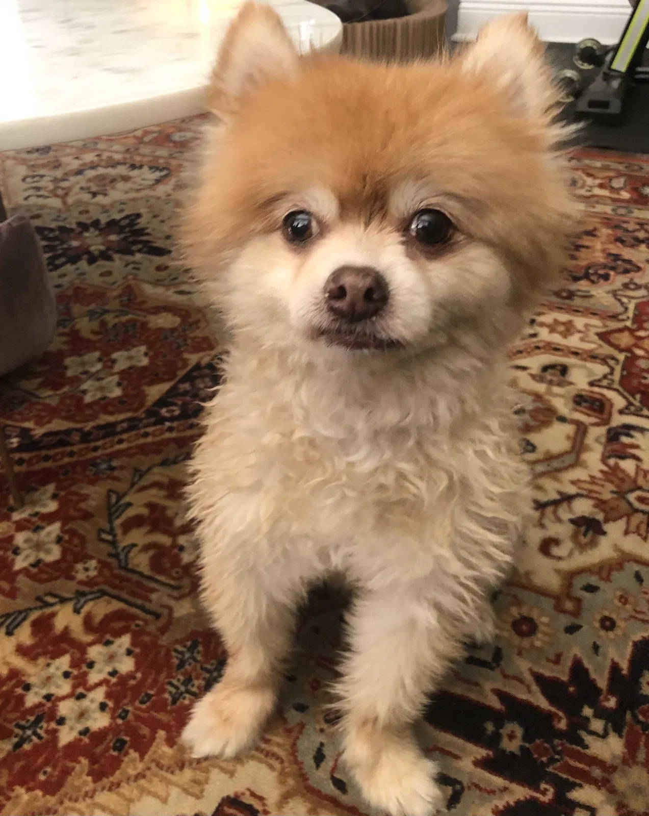 Lost dog in Houston, TX, 77007
