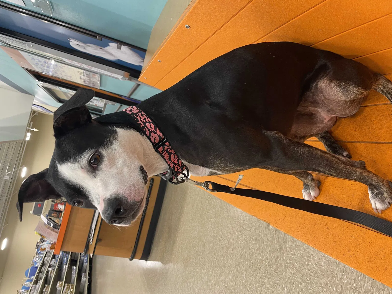 Lost dog in Cape Coral, FL, 33993