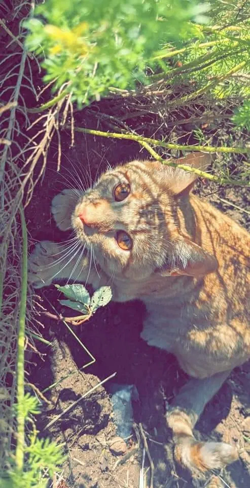 Lost cat in Fallbrook, CA, 92028